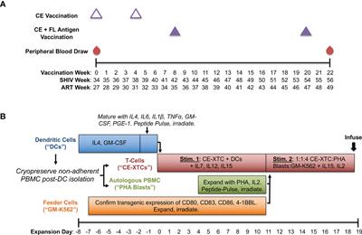 Efficient ex vivo expansion of conserved element vaccine-specific CD8+ T-cells from SHIV-infected, ART-suppressed nonhuman primates